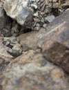 ÃÂ Yellow Spotted Keelback snake close up of juvenile snake hiding in rocks around water bodies